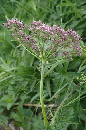 Ligusticum mutellina \ Alpen-Mutterwurz / Mutelline, A Pusterwald, Eiskar 29.6.2021