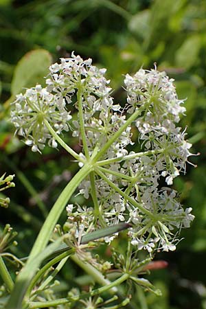 Ligusticum mutellina \ Alpen-Mutterwurz / Mutelline, A Niedere Tauern, Sölk-Pass 26.7.2021