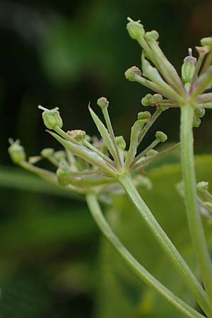 Ligusticum mutellina \ Alpen-Mutterwurz / Mutelline, A Niedere Tauern, Sölk-Pass 26.7.2021