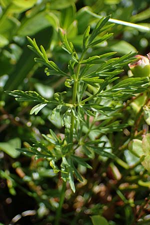 Ligusticum mutellina \ Alpen-Mutterwurz / Mutelline, A Niedere Tauern, Sölk-Pass 26.7.2021