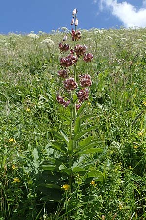 Lilium martagon \ Trkenbund-Lilie / Turkscap Lily, A Eisenerzer Reichenstein 28.7.2021