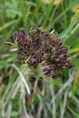 Ligusticum mutellina \ Alpen-Mutterwurz / Mutelline, A Großglockner 11.8.2025