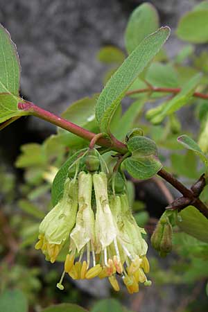 Lonicera caerulea \ Blaue Heckenkirsche / Blue-Berried Honeysuckle, Bearberry Honeysuckle, A Malta - Tal / Valley 7.6.2008