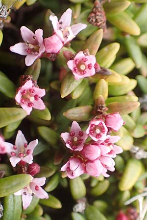 Kalmia procumbens \ Alpen-Azalee, Gmsheide / Trailing Azalea, Mountain Mountain Laurel, A Kärnten/Carinthia, Koralpe 21.5.2016