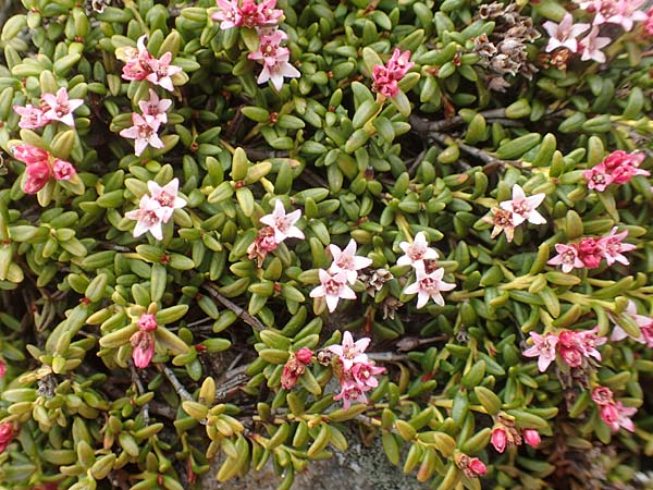 Kalmia procumbens \ Alpen-Azalee, Gmsheide / Trailing Azalea, Mountain Mountain Laurel, A Kärnten/Carinthia, Koralpe 21.5.2016