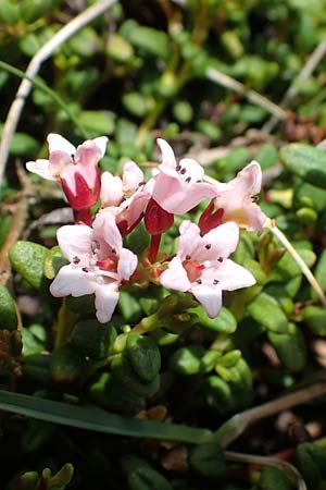 Kalmia procumbens \ Alpen-Azalee, Gmsheide / Trailing Azalea, Mountain Mountain Laurel, A Wölzer Tauern, Hoher Zinken 26.6.2021