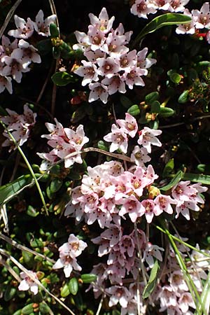 Kalmia procumbens \ Alpen-Azalee, Gmsheide / Trailing Azalea, Mountain Mountain Laurel, A Seetaler Alpen, Zirbitzkogel 28.6.2021