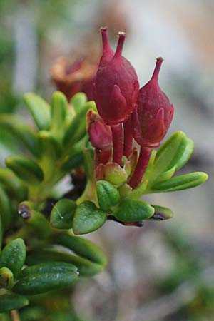 Kalmia procumbens \ Alpen-Azalee, Gmsheide / Trailing Azalea, Mountain Mountain Laurel, A Wölzer Tauern, Hohenwart 29.7.2021