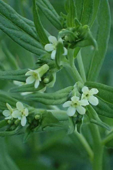 Lithospermum officinale \ Echter Steinsame / Common Gromwell, A Wien, Lainzer Tiergarten 12.5.2025