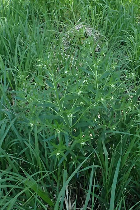 Lithospermum officinale \ Echter Steinsame / Common Gromwell, A Wien, Lainzer Tiergarten 12.5.2025