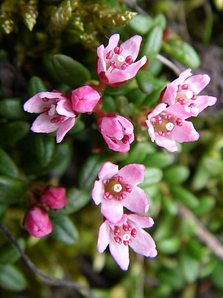 Kalmia procumbens \ Alpen-Azalee, Gmsheide / Trailing Azalea, Mountain Mountain Laurel, A Malta - Tal / Valley 7.6.2008