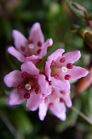 Kalmia procumbens \ Alpen-Azalee, Gmsheide / Trailing Azalea, Mountain Mountain Laurel, A Malta - Tal / Valley 7.6.2008