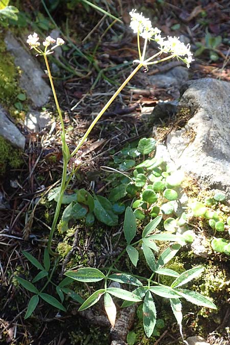Laserpitium peucedanoides \ Haarstrang-Laserkraut / Sermountain, A K&auml;rnten/Carinthia, Petzen 8.8.2016