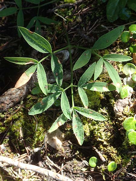 Laserpitium peucedanoides \ Haarstrang-Laserkraut / Sermountain, A K&auml;rnten/Carinthia, Petzen 8.8.2016