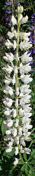 Lupinus polyphyllus \ Vielblttrige Lupine / Garden Lupin, A Pölstal-Oberzeiring 26.6.2021