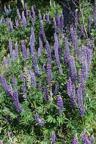 Lupinus polyphyllus \ Vielblttrige Lupine / Garden Lupin, A Pölstal-Oberzeiring 26.6.2021