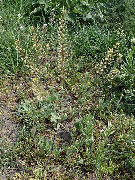 Lepidium perfoliatum \ Durchwachsenbl&auml;ttrige Kresse / Perfoliate Pepperwort, Clasping Pepperwort, A Seewinkel, Apetlon 8.5.2022