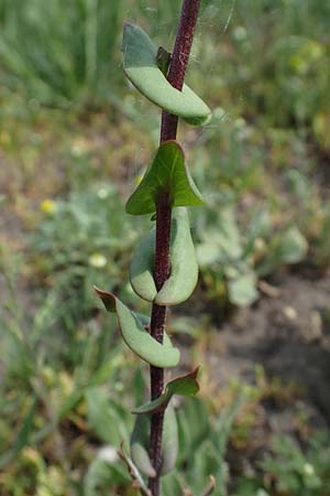 Lepidium perfoliatum \ Durchwachsenbl&auml;ttrige Kresse / Perfoliate Pepperwort, Clasping Pepperwort, A Seewinkel, Apetlon 8.5.2022