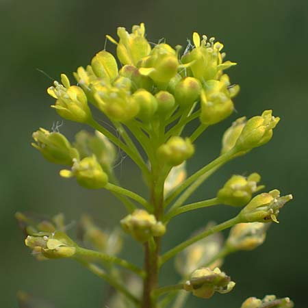 Lepidium perfoliatum \ Durchwachsenbl&auml;ttrige Kresse / Perfoliate Pepperwort, Clasping Pepperwort, A Seewinkel, Apetlon 8.5.2022