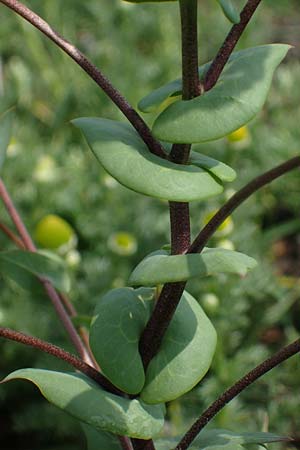 Lepidium perfoliatum \ Durchwachsenbl&auml;ttrige Kresse / Perfoliate Pepperwort, Clasping Pepperwort, A Seewinkel, Apetlon 8.5.2022