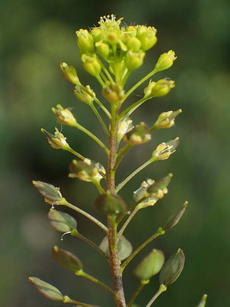 Lepidium perfoliatum \ Durchwachsenbl&auml;ttrige Kresse / Perfoliate Pepperwort, Clasping Pepperwort, A Seewinkel, Apetlon 8.5.2022
