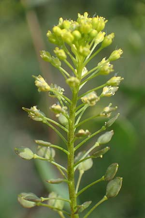 Lepidium perfoliatum \ Durchwachsenbl&auml;ttrige Kresse / Perfoliate Pepperwort, Clasping Pepperwort, A Seewinkel, Apetlon 8.5.2022