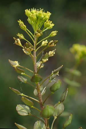 Lepidium perfoliatum \ Durchwachsenbl&auml;ttrige Kresse / Perfoliate Pepperwort, Clasping Pepperwort, A Seewinkel, Apetlon 8.5.2022