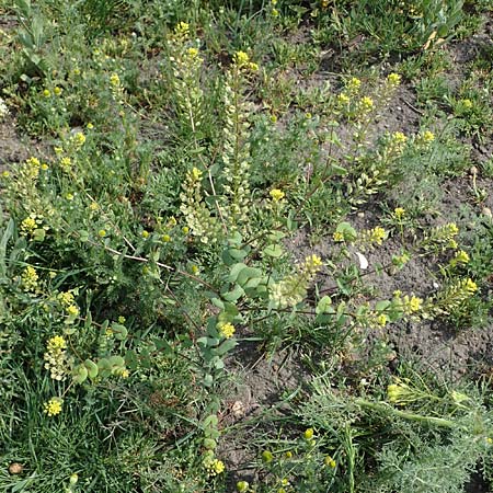Lepidium perfoliatum \ Durchwachsenbl&auml;ttrige Kresse / Perfoliate Pepperwort, Clasping Pepperwort, A Seewinkel, Apetlon 8.5.2022