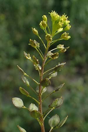 Lepidium perfoliatum \ Durchwachsenbl&auml;ttrige Kresse / Perfoliate Pepperwort, Clasping Pepperwort, A Seewinkel, Apetlon 8.5.2022