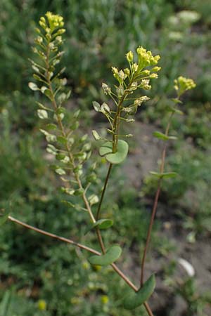 Lepidium perfoliatum \ Durchwachsenbl&auml;ttrige Kresse / Perfoliate Pepperwort, Clasping Pepperwort, A Seewinkel, Apetlon 8.5.2022
