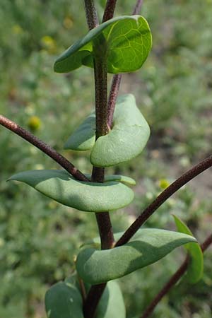Lepidium perfoliatum \ Durchwachsenbl&auml;ttrige Kresse / Perfoliate Pepperwort, Clasping Pepperwort, A Seewinkel, Apetlon 8.5.2022