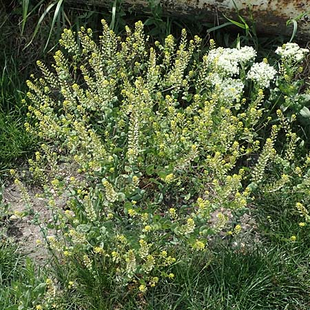 Lepidium perfoliatum \ Durchwachsenbl&auml;ttrige Kresse / Perfoliate Pepperwort, Clasping Pepperwort, A Seewinkel, Apetlon 8.5.2022