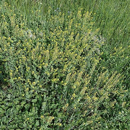 Lepidium perfoliatum \ Durchwachsenbl&auml;ttrige Kresse / Perfoliate Pepperwort, Clasping Pepperwort, A Seewinkel, Apetlon 8.5.2022