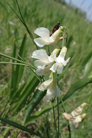 Lathyrus pannonicus \ Ungarische Platterbse / Hungarian Pea, A Seewinkel, Podersdorf 10.5.2022
