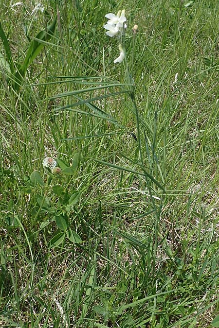Lathyrus pannonicus \ Ungarische Platterbse / Hungarian Pea, A Seewinkel, Podersdorf 10.5.2022
