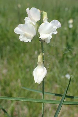Lathyrus pannonicus \ Ungarische Platterbse / Hungarian Pea, A Seewinkel, Podersdorf 10.5.2022