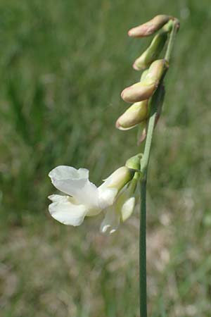 Lathyrus pannonicus \ Ungarische Platterbse / Hungarian Pea, A Seewinkel, Podersdorf 10.5.2022
