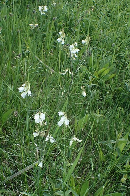 Lathyrus pannonicus \ Ungarische Platterbse / Hungarian Pea, A Seewinkel, Podersdorf 10.5.2022