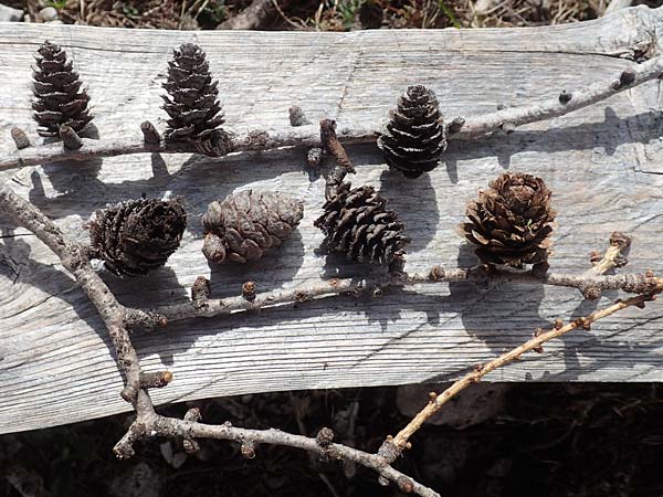 Larix decidua \ Europische Lrche / European Larch, A Kärnten/Carinthia, Hochstuhl 17.5.2016