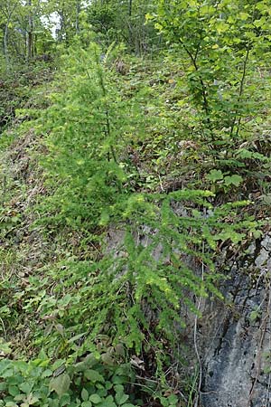 Larix decidua \ Europische Lrche / European Larch, A Kärnten/Carinthia, Gallizien 18.5.2016
