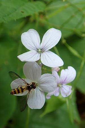 Lunaria rediviva \ Wildes Silberblatt, Wilde Mondviole / Perennial Honesty, A Weichtal-Klamm 1.7.2020