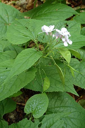 Lunaria rediviva \ Wildes Silberblatt, Wilde Mondviole / Perennial Honesty, A Weichtal-Klamm 1.7.2020