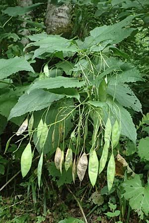 Lunaria rediviva \ Wildes Silberblatt, Wilde Mondviole / Perennial Honesty, A Kaprun 10.8.2025
