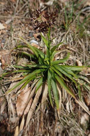 Luzula sylvatica \ Wald-Hainsimse / Great Wood-Rush, A Kärnten/Carinthia, Hochstuhl 17.5.2016