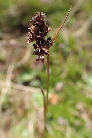 Luzula sudetica \ Sudeten-Hainsimse / Sudetan Wood-Rush, A Kärnten/Carinthia, Koralpe 9.8.2016