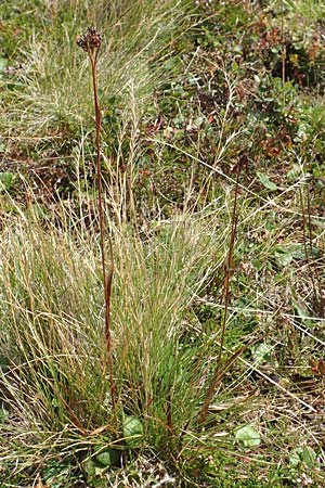 Luzula sudetica \ Sudeten-Hainsimse / Sudetan Wood-Rush, A Kärnten/Carinthia, Koralpe 9.8.2016