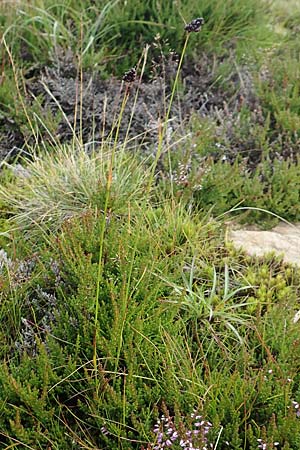 Luzula sudetica \ Sudeten-Hainsimse / Sudetan Wood-Rush, A Kärnten/Carinthia, Koralpe 9.8.2016