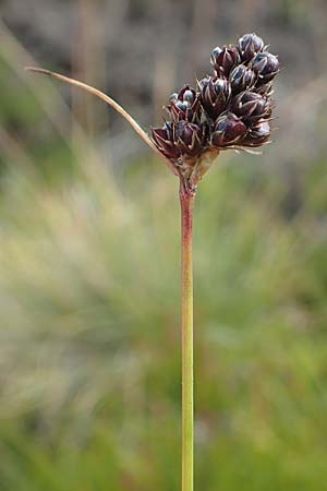 Luzula sudetica \ Sudeten-Hainsimse / Sudetan Wood-Rush, A Kärnten/Carinthia, Koralpe 9.8.2016