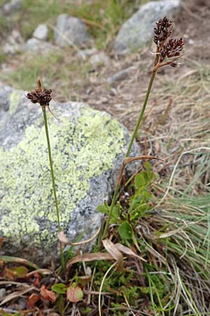 Luzula sudetica \ Sudeten-Hainsimse / Sudetan Wood-Rush, A Seckauer Tauern, Brandstätter Törl 27.7.2021
