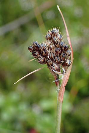 Luzula sudetica \ Sudeten-Hainsimse / Sudetan Wood-Rush, A Seckauer Tauern, Brandstätter Törl 27.7.2021